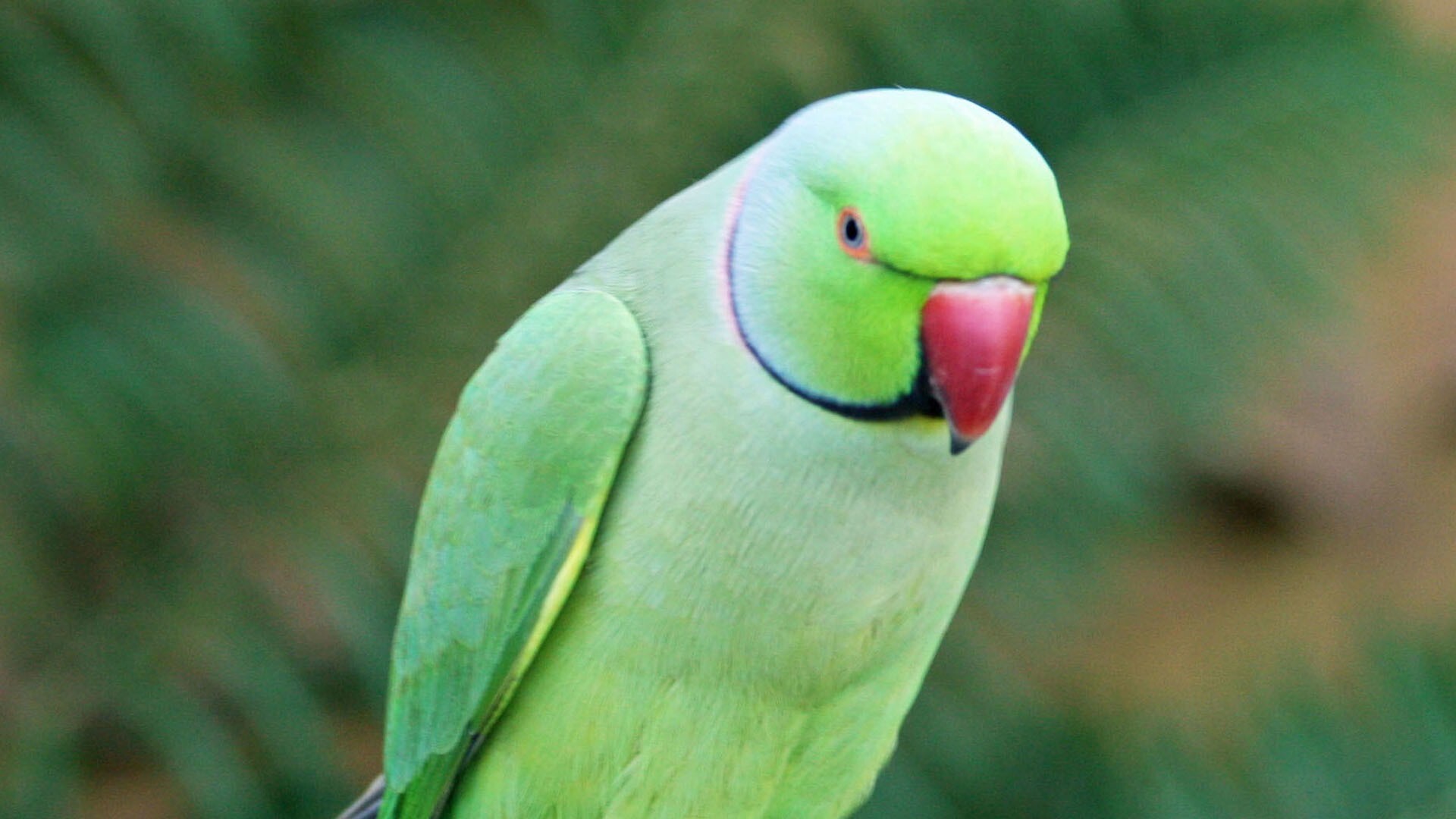 Pet Parrot